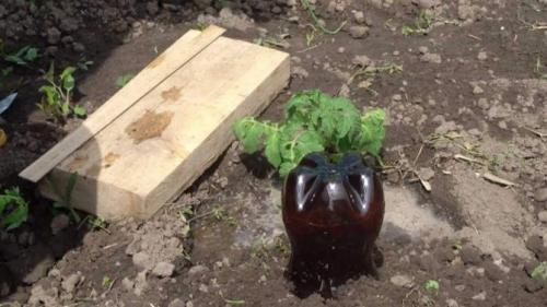 Капельный полив из бутылок. Как организовать систему из пластиковых бутылок на даче или в теплице