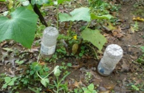 Капельный полив из шланга своими руками. Виды капельного полива