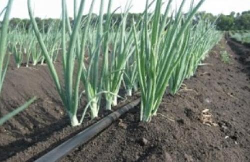 Капельный полив из шланга своими руками. Виды капельного полива