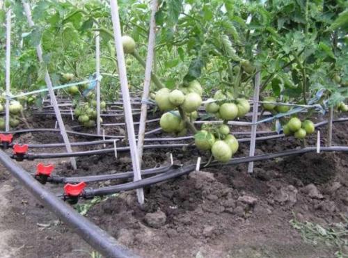 Капельный полив из шланга своими руками. Виды капельного полива