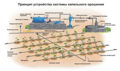 Капельный полив в теплице из бочки. Системы капельного полива для теплицы