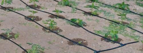 Капельный полив от водопровода своими руками. Схема капельного полива