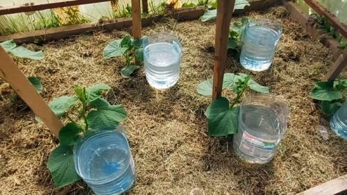 Создание системы капельного полива на 30 дней из пластиковой бутылки: простой способ ухода за растениями 04