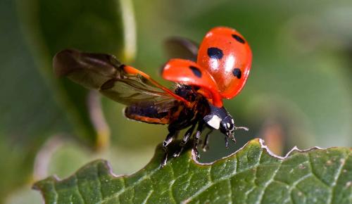 Как правильно соединить бутылки между собой при изготовлении Божьей коровки. Как выглядит божья коровка?