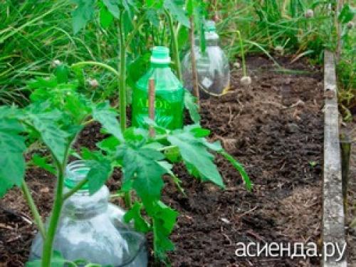 Как установить систему капельного полива из пластиковой бутылки