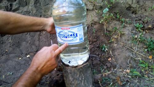 Создание системы капельного полива на 30 дней из пластиковой бутылки: простой способ ухода за растениями 13