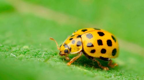 Как правильно соединить бутылки между собой при изготовлении Божьей коровки. Как выглядит божья коровка?