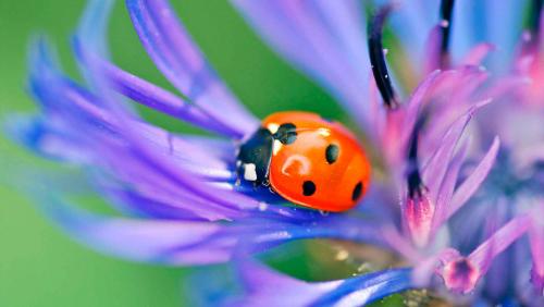 Как правильно соединить бутылки между собой при изготовлении Божьей коровки. Как выглядит божья коровка?