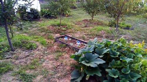 Создание системы капельного полива на 30 дней из пластиковой бутылки: простой способ ухода за растениями 17