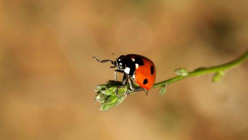 Как правильно соединить бутылки между собой при изготовлении Божьей коровки. Как выглядит божья коровка?