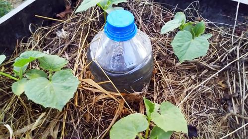 Как установить систему капельного полива из пластиковой бутылки