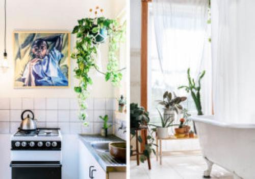 Какие растения наиболее уютно выглядят в квартире. 6 неприхотливых, но эффектных растений для домашнего уюта