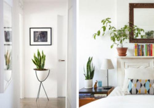 Какие растения наиболее уютно выглядят в квартире. 6 неприхотливых, но эффектных растений для домашнего уюта