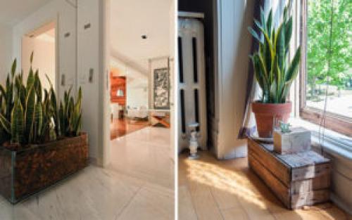 Какие растения наиболее уютно выглядят в квартире. 6 неприхотливых, но эффектных растений для домашнего уюта