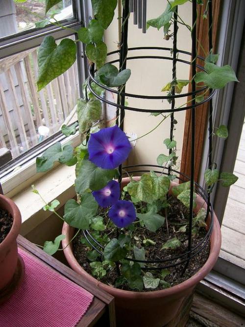 Оптимальные растения для балконных рам: как сделать свой балкон зеленой уютной зоной 01 Оптимальные растения для балконных рам: как сделать свой балкон зеленой уютной зоной 01