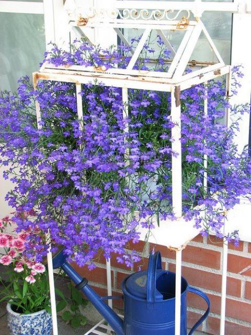 Оптимальные растения для балконных рам: как сделать свой балкон зеленой уютной зоной 04 Оптимальные растения для балконных рам: как сделать свой балкон зеленой уютной зоной 04