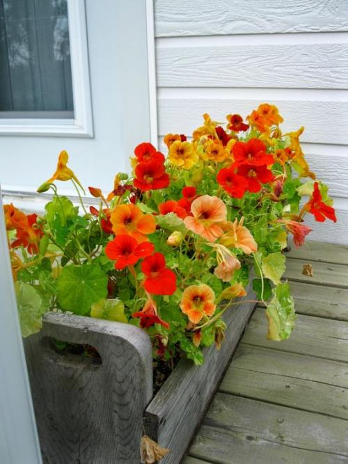 Оптимальные растения для балконных рам: как сделать свой балкон зеленой уютной зоной 02