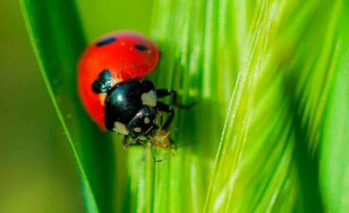 Какие инструменты и материалы нужны для изготовления божьей коровки из пластмассовой бутылки