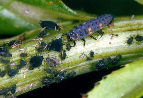 Какие варианты декоративного использования готовой божьей коровки. Чем полезна для сада и огорода божья коровка и как ее привлечь