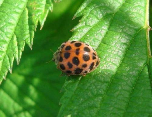 Какие инструменты и материалы нужны для изготовления божьей коровки из пластмассовой бутылки