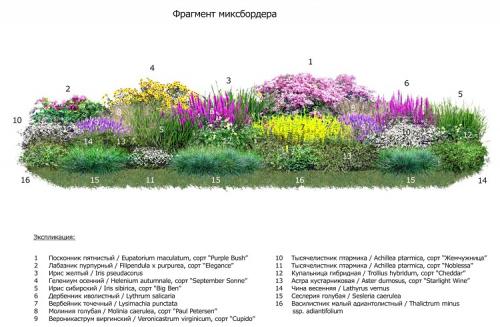 Создание красивого миксбордера из кустарников и многолетников 01 Создание красивого миксбордера из кустарников и многолетников 01