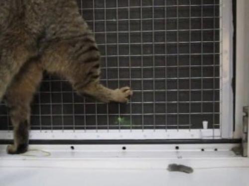 Виды оконных решеток. Можно ли ставить? 05