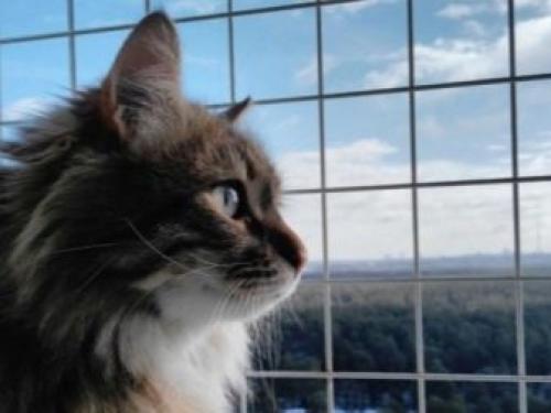 Виды оконных решеток. Можно ли ставить? 07