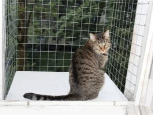 Виды оконных решеток. Можно ли ставить? 04