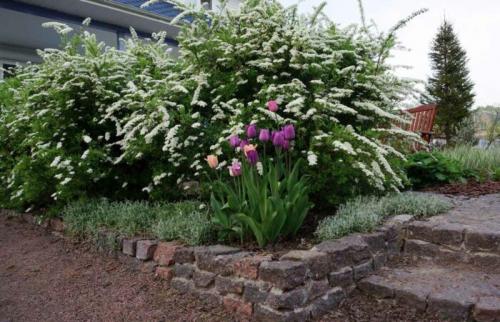 Как правильно разместить миксбордер в парадной зоне. Чем наполняется миксбордер?