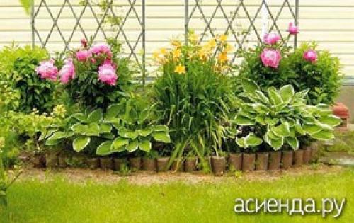 Какие функции должен выполнять миксбордер в парадной зоне. Растения для цветника