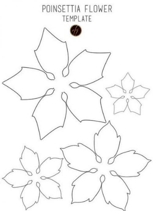 Цветок, который ассоциируется с рождеством - пуансетия. 01