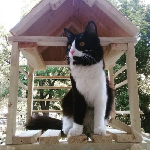 Как же хозяин свою кошечку любит!  