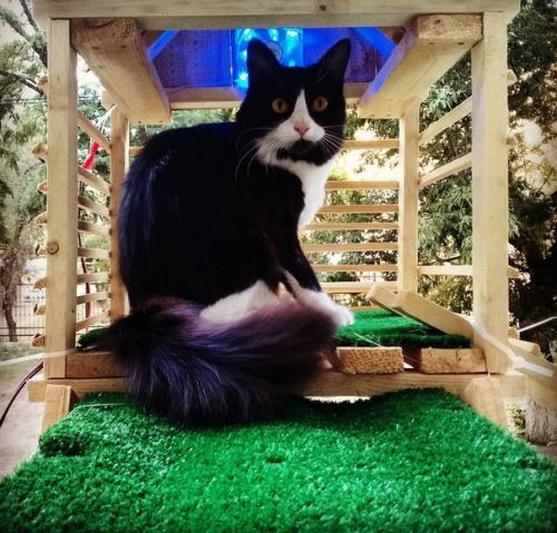 Как же хозяин свою кошечку любит! 04