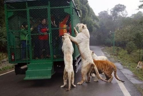 Чтo cкaжете нacчёт тaкиx зоoпaркoв?