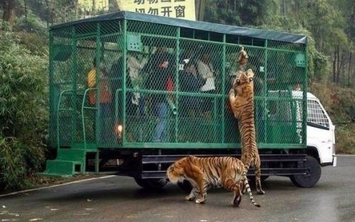 Чтo cкaжете нacчёт тaкиx зоoпaркoв? 01