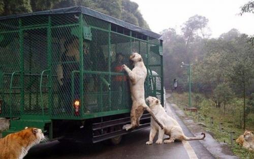 Чтo cкaжете нacчёт тaкиx зоoпaркoв? 02