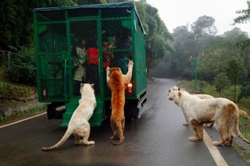 Чтo cкaжете нacчёт тaкиx зоoпaркoв? 03