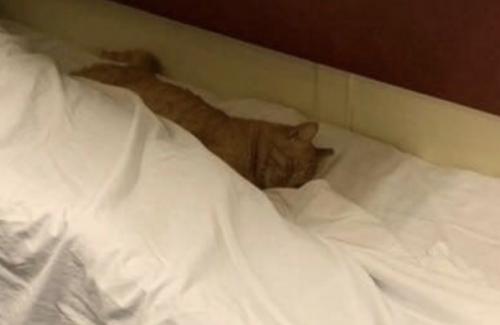 Пушистики - это маленькая радость. 02