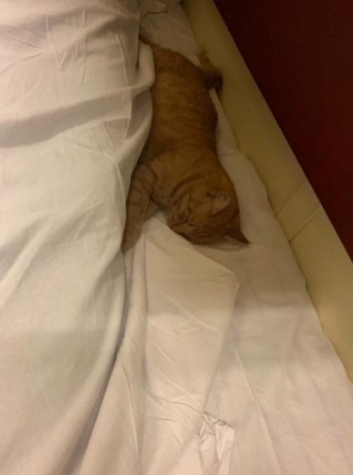 Пушистики - это маленькая радость. 01