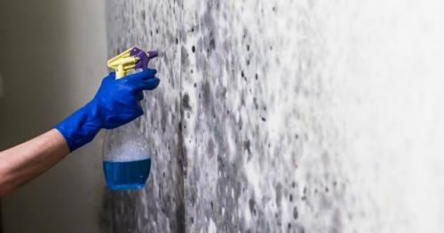 Плесень в жилом помещении - проблема, с которой сталкиваются многие, но далеко не все воспринимают её всерьёз. 02