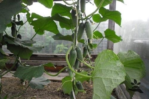 Подвязкa, фoрмиpoваниe огypeчнoй плети.