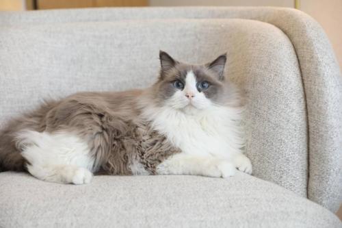 Эта просторная квартира площадью 99 кв. 07