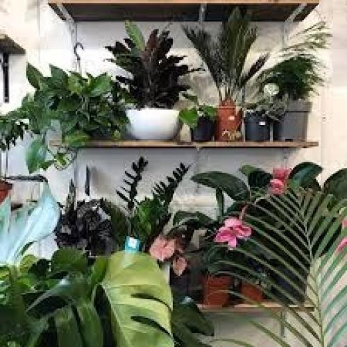 Зимний период настоящим испытанием для комнатных растений становится. 01 Зимний период настоящим испытанием для комнатных растений становится. 01